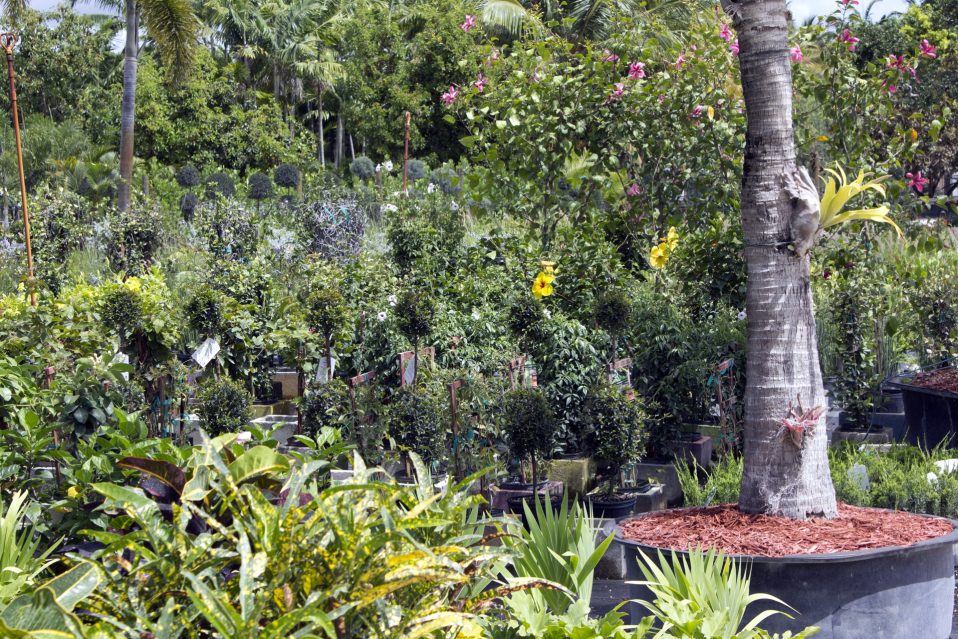 Miami Trees and Plants