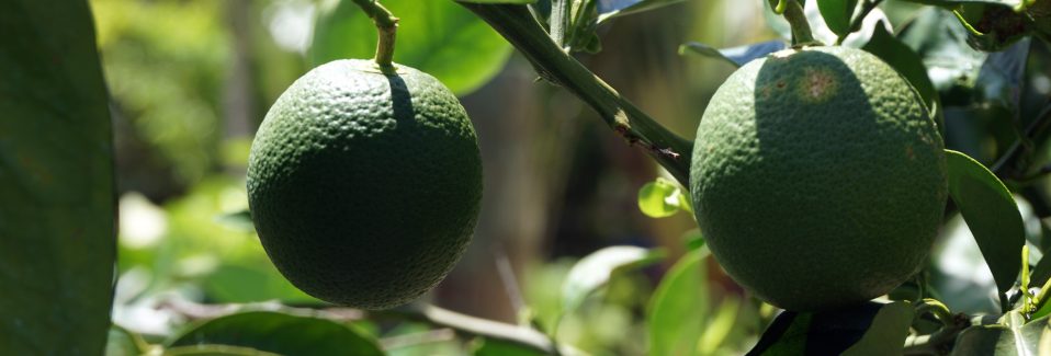 How to Grow Citrus