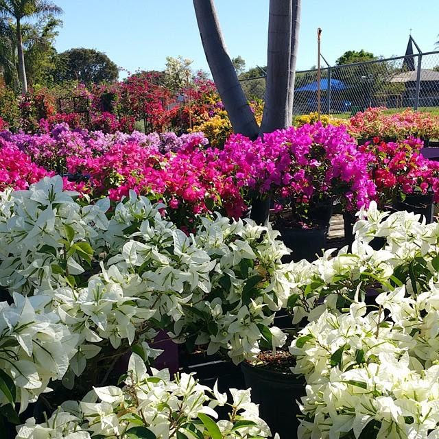 How to Care for your Bougainvilleas - Casaplanta Garden Center | Miami FL